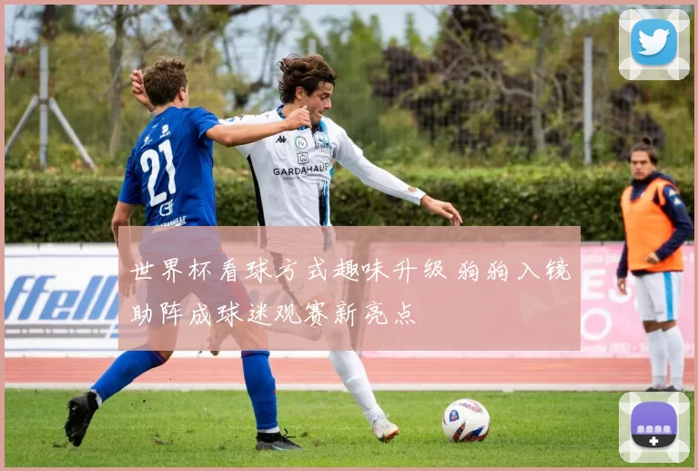 世界杯看球方式趣味升级 狗狗入镜助阵成球迷观赛新亮点