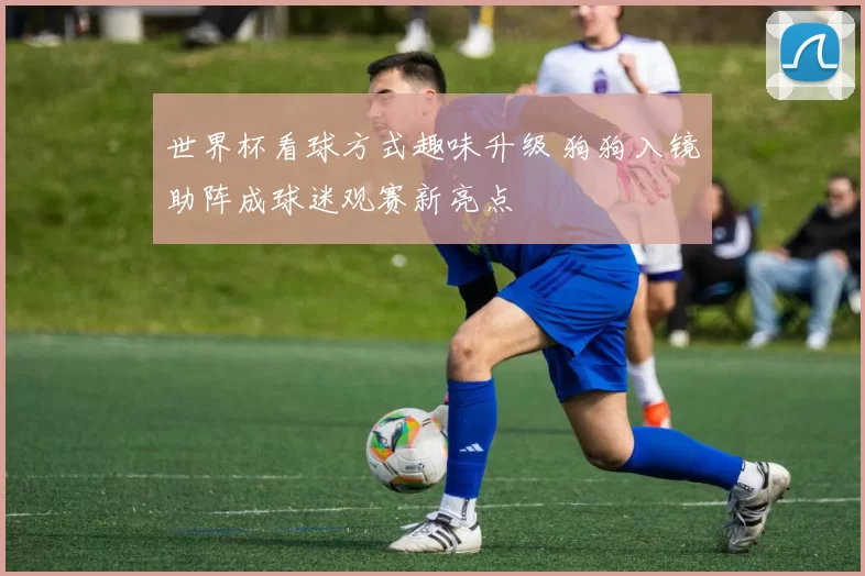 世界杯看球方式趣味升级 狗狗入镜助阵成球迷观赛新亮点